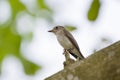 magpie Ã¯Â¼ËLongtailed Ã¯Â¼â°shrike Ã¯Â¼Ëcorvinella melanoleuca)