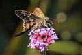 Longtailed Skipper Butterfly on Pink Flowers Royalty Free Stock Photo