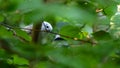 Longtailed tit peeking through the leafs