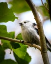 Longtailed tit resting on the tree branch Royalty Free Stock Photo