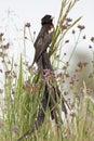 Longtailed Widow Bird in grassland Royalty Free Stock Photo