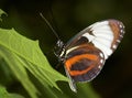 Longwing butterfly Royalty Free Stock Photo