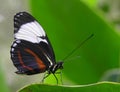 Longwing butterfly Royalty Free Stock Photo