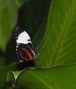 Longwing butterfly (Heliconius cydno) Royalty Free Stock Photo