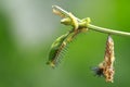 Longwing Butterfly Heliconius cydno caterpillar, Royalty Free Stock Photo