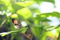 Longwing butterfly & rain on green leaf