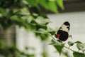 Portrait of a longwing butterfly resting on a green leaf