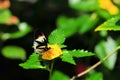 Longwing butterfly on yellow flower Royalty Free Stock Photo