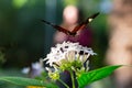 Longwing postman butterfly on white pentas lanceolata