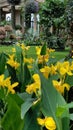 Longwood Gardens Conservatory Lawn