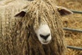 Longwool Farm Sheep.