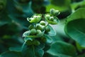 Lonicera caprifolium berries, goat leaf honeysuckle green fruits closeup