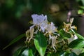 Lonicera caprifolium flowers