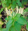 Lonicera caprifolium (goat-leaf honeysuckle, Italian honeysuckle, perfoliate woodbine) flowers, Mana Maicii Domnului, close up. Royalty Free Stock Photo