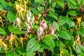 Lonicera caprifolium goat-leaf honeysuckle, Italian honeysuckle Royalty Free Stock Photo