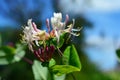 Lonicera caprifolium, the Italian woodbine, goat-leaf honeysuckle, perfoliate honeysuckle, Italian honeysuckle, or perfoliate Royalty Free Stock Photo