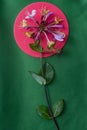 Lonicera caprifolium or perfoliate woodbine flower on green textile texture with a pink circle Royalty Free Stock Photo