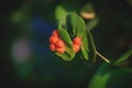 Lonicera caprifolium, the Italian woodbine, perfoliate honeysuckle, goat-leaf honeysuckle. Inedible berries Royalty Free Stock Photo