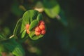 Lonicera caprifolium, the Italian woodbine, perfoliate honeysuckle, goat-leaf honeysuckle. Inedible berries Royalty Free Stock Photo