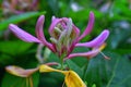 Lonicera caprifolium Macro view goat-leaf honeysuckle Italian honeysuckle perfoliate woodbine flowers `Mana Maicii Domnului` clo Royalty Free Stock Photo