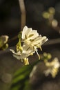 Close up of Lonicera fragrantissima or winter-flowering honeysuckle