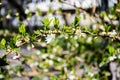 Lonicera fragrantissima