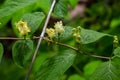 Lonicera hystheum, fly goneisuckle vgite flowers closep selective fotus