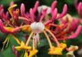 Lonicera japonica - Japanese Honeysuckle in bloom. Portugal Royalty Free Stock Photo