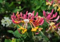 Lonicera japonica - Japanese Honeysuckle in bloom. Portugal Royalty Free Stock Photo