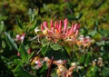 Lonicera japonica - Japanese Honeysuckle in bloom.