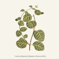 Lonicera Japonica Japanese Honeysuckle found in 1825-1890 New and Rare Beautiful-Leaved Plant drawing illustration