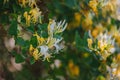 Lonicera japonica Thunb or Japanese honeysuckle yellow and white flower in garden.