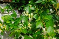 Lonicera japonica Thunb Royalty Free Stock Photo