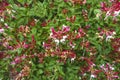 Lonicera periclymenum flower blooming in garden, summer time. Royalty Free Stock Photo