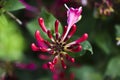 Lonicera periclymenum flower blooming in garden, summer time. Royalty Free Stock Photo