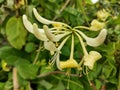 Lonicera periclymenum 'Graham Thomas'