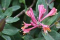 Lonicera periclymenum, Honeysuckle or Woodbine with flowers in Spring time Royalty Free Stock Photo