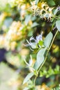 Lonicera periclymenum yellow flowering in summer in the garden.