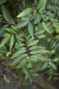 Lonicera pileata close up Royalty Free Stock Photo