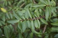 Lonicera pileata close up Royalty Free Stock Photo