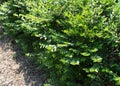 Lonicera pileata, privet honeysuckle or box-leaved honeysuckle Royalty Free Stock Photo