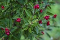 lonicera pyrenaica, lonicera periclymenum, bearberry (Arctostaphylos uva-ursi) Fantastic uva-ursi fruits