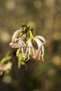 Close up of the flowers of Lonicera standishii `Budapest`