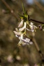 Close up of the flowers of Lonicera standishii `Budapest`