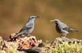LONITARY ROCHING IN THE ROCKS IN SPRING IN THE SIERRA DE GREDOS Royalty Free Stock Photo