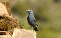 LONITARY ROCHING IN THE ROCKS IN SPRING IN THE SIERRA DE GREDOS Royalty Free Stock Photo