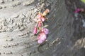 Lonley pink flower on a tree