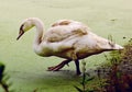 Lonley Swan