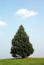 Lonley Tree Royalty Free Stock Photo