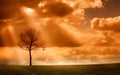 Lonley Tree in Autumn